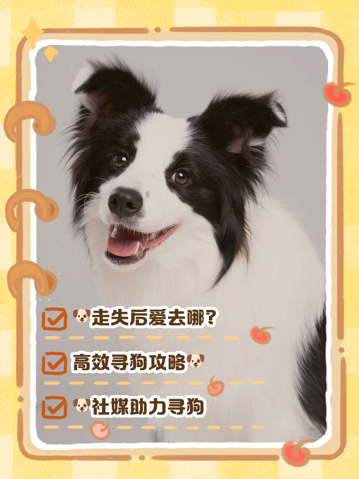 狗狗丢了一般会躲哪里?我们去哪里找?