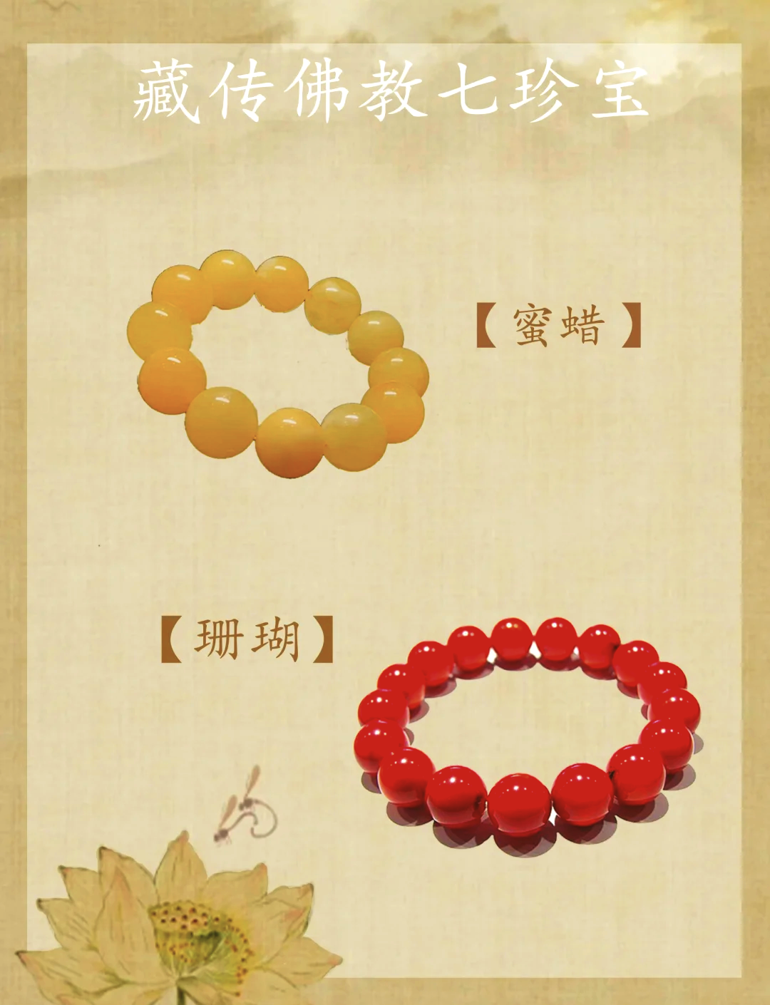 砗磲是什么,砗磲简述