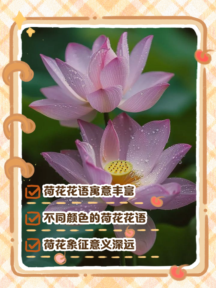 荷花特点和象征意义是什么