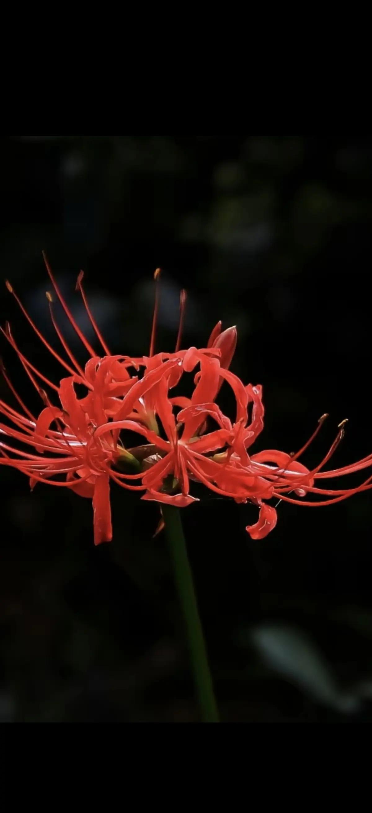 曼陀罗华和曼珠沙华传说的区别