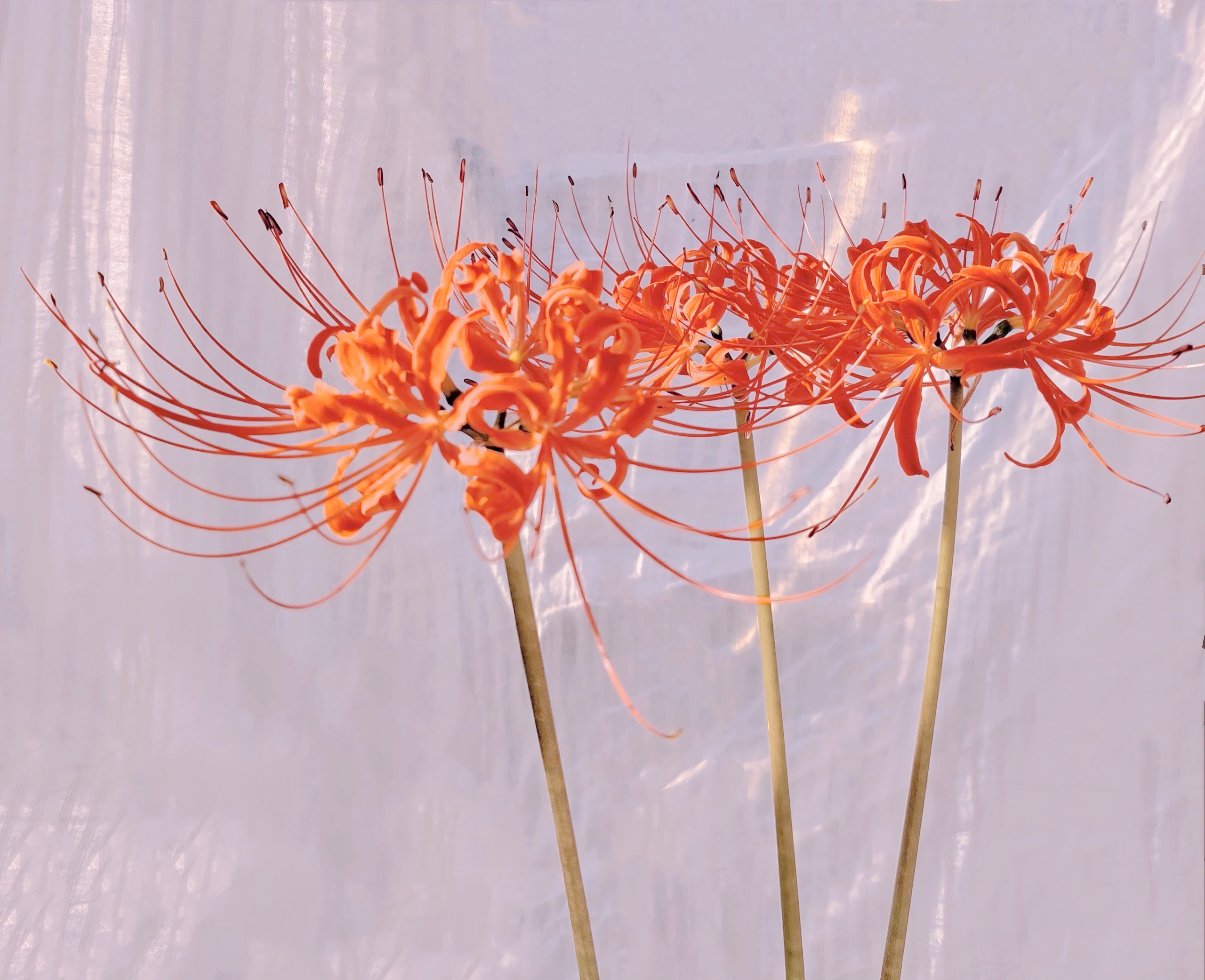 曼陀罗华和曼珠沙华传说的区别