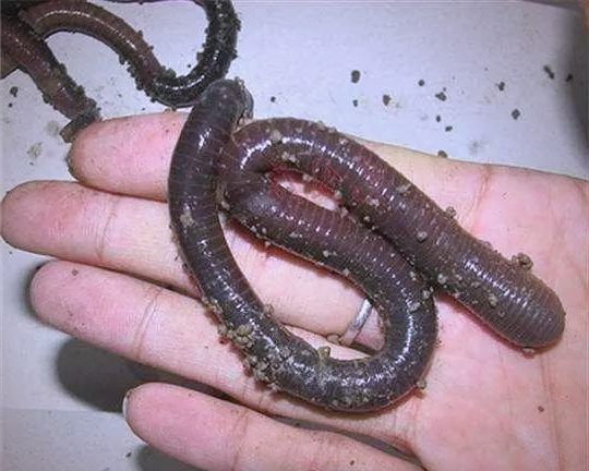 蚯蚓沾什么钓鱼效果好为什么蚯蚓钓不到大鱼