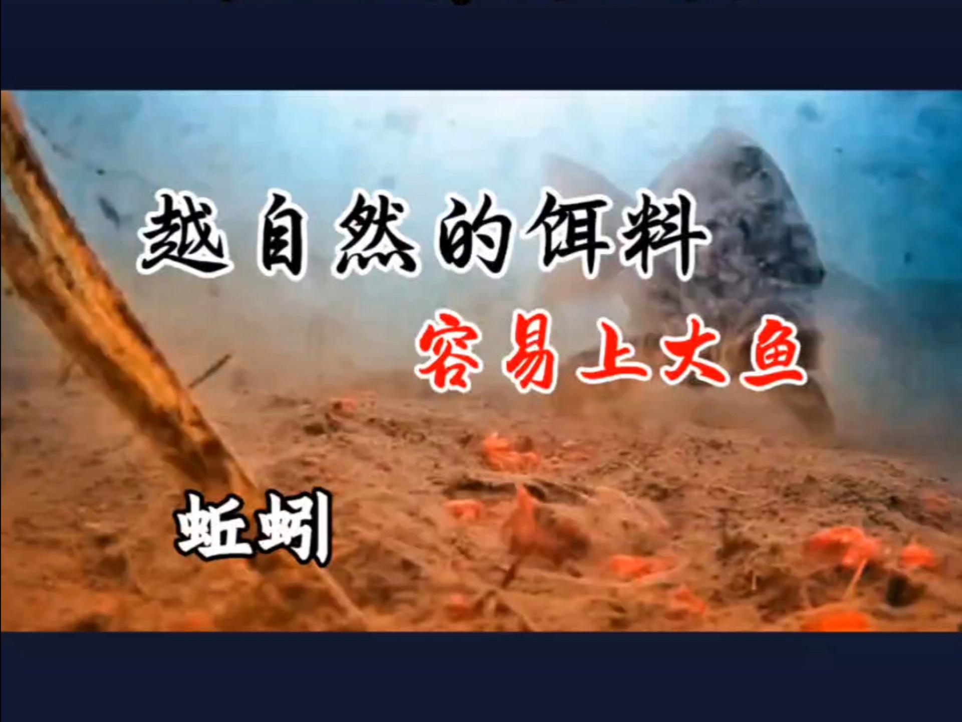 蚯蚓沾什么钓鱼效果好为什么蚯蚓钓不到大鱼