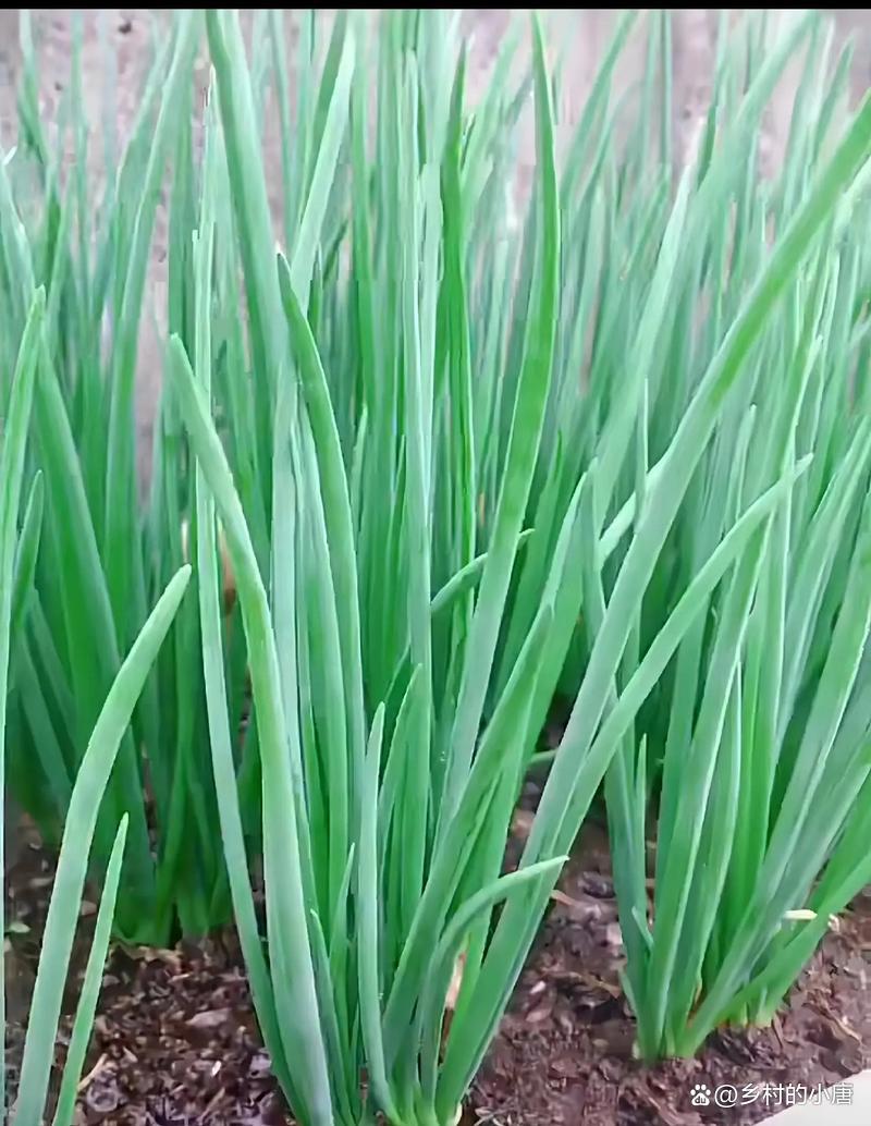 网盘种子怎么解析,手机