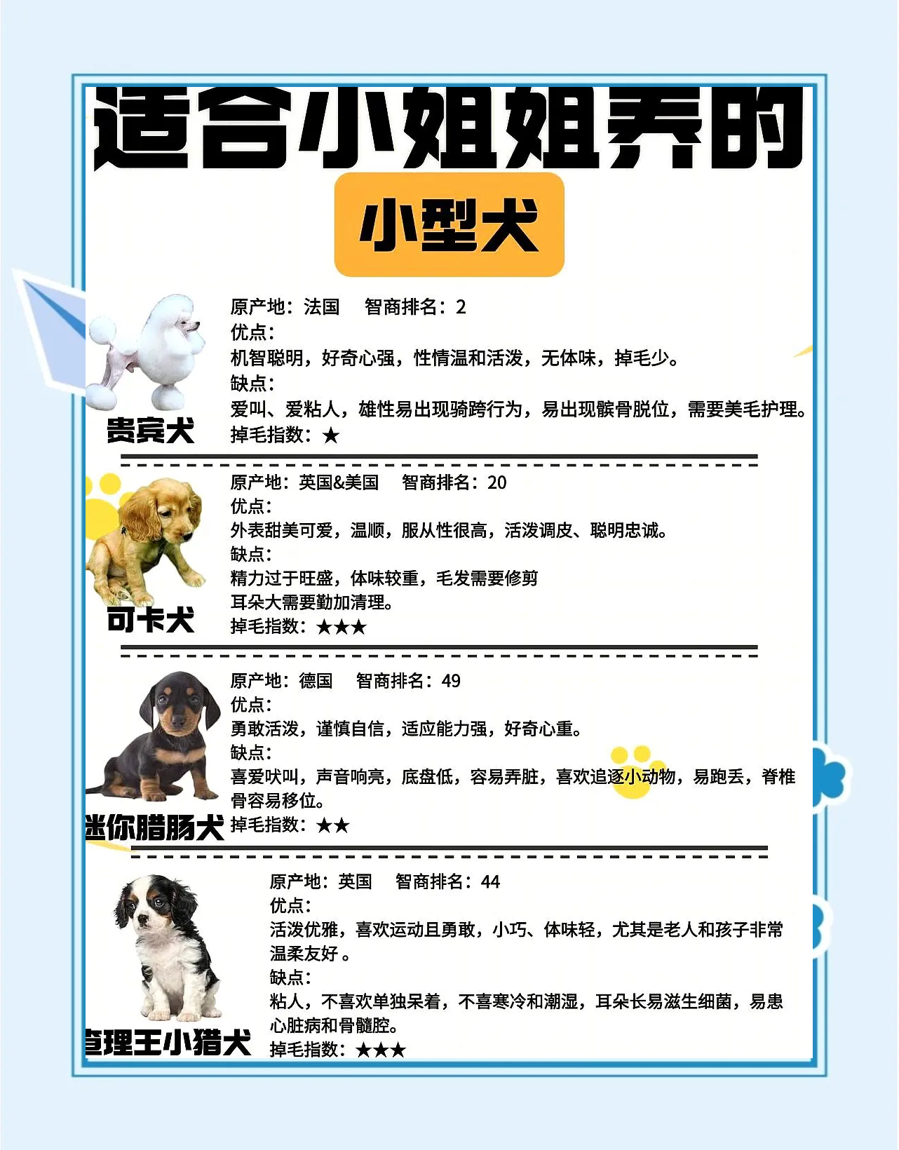 新颖有趣的宠物狗创意名字