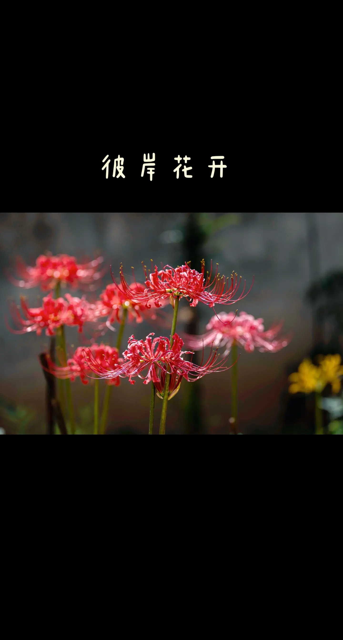 曼珠沙华彼岸花的英文是什么