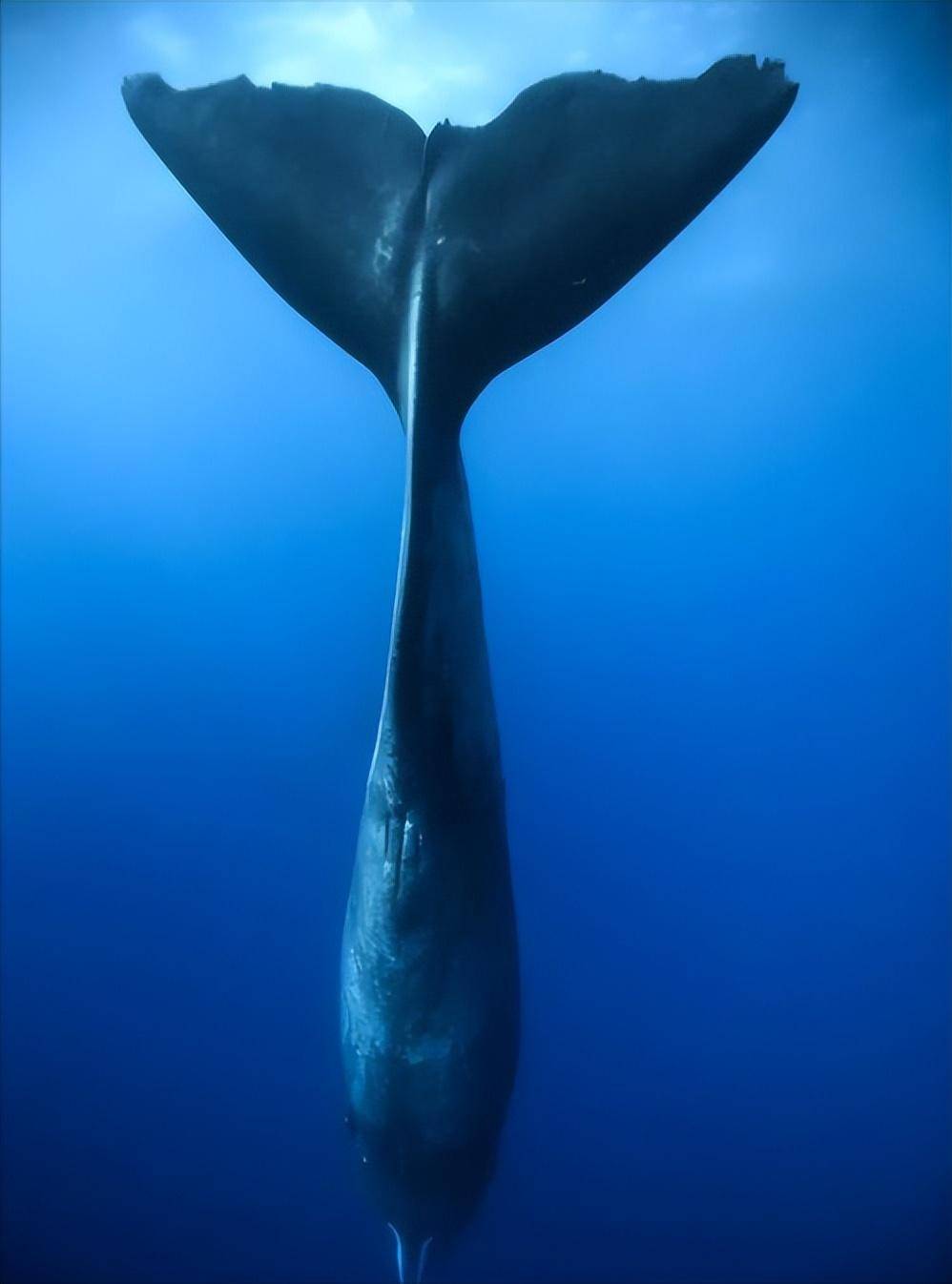 世界上的稀少的鲸鱼是那种？