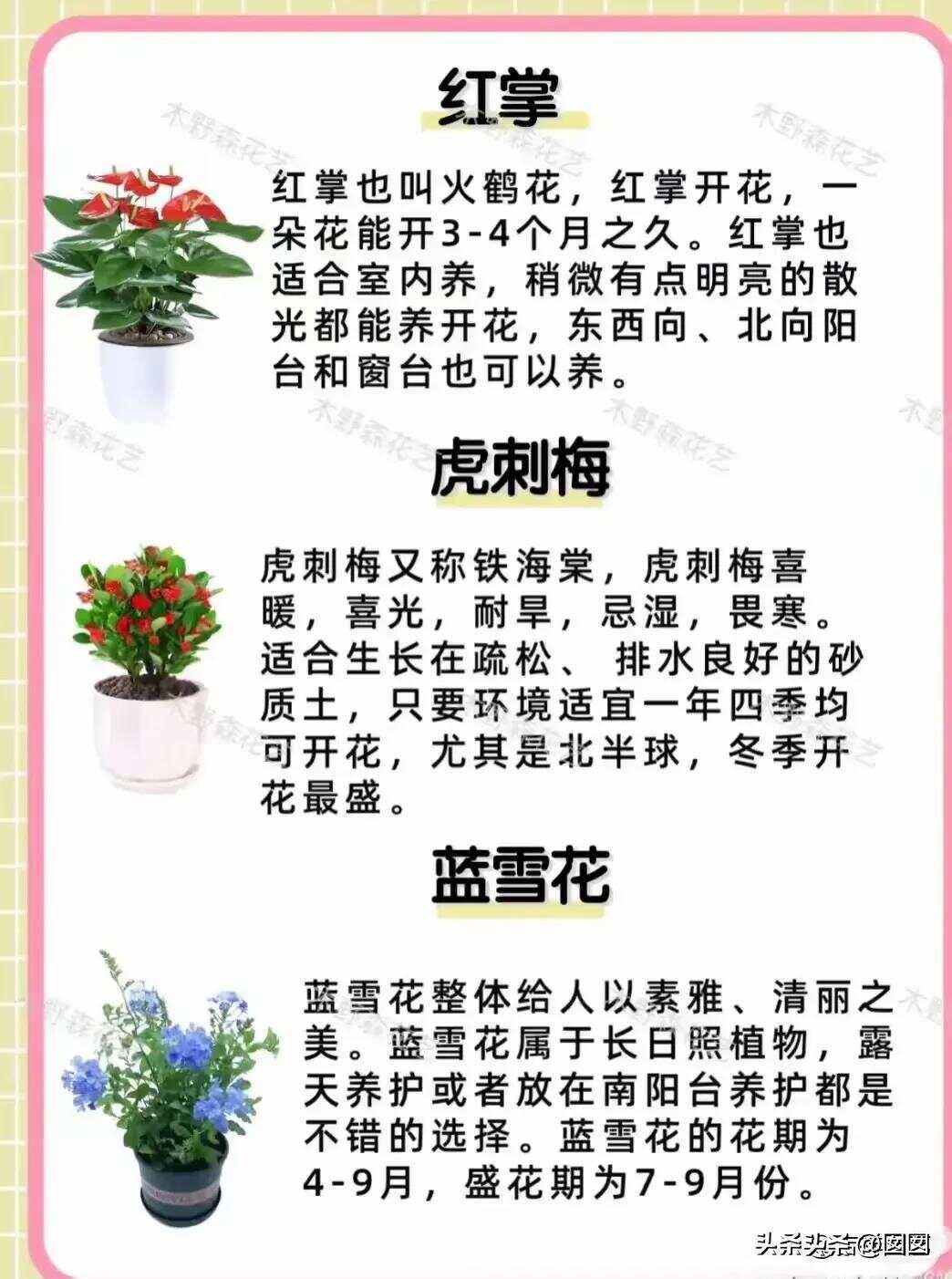 三十六种室内养花排行榜