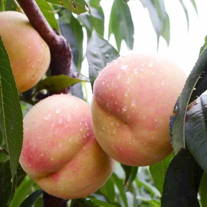 2025年12月17日 第32页