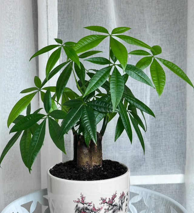 平安人寿把钱转入旺财安全吗