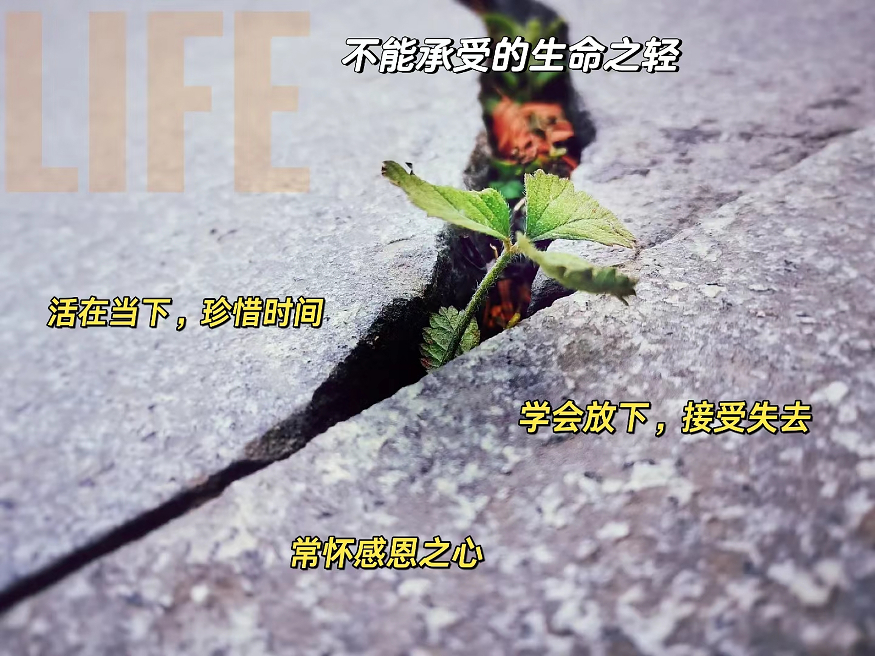 生命中不可承受之轻是什么意思
