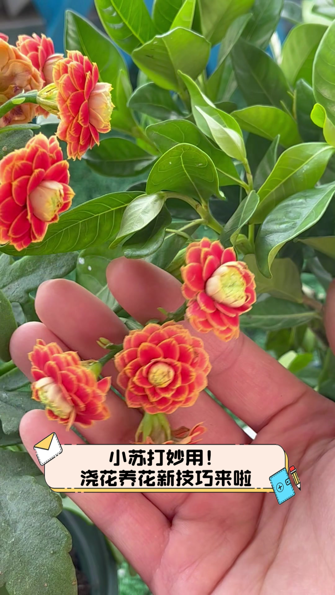 苏打水浇花有什么好处作用