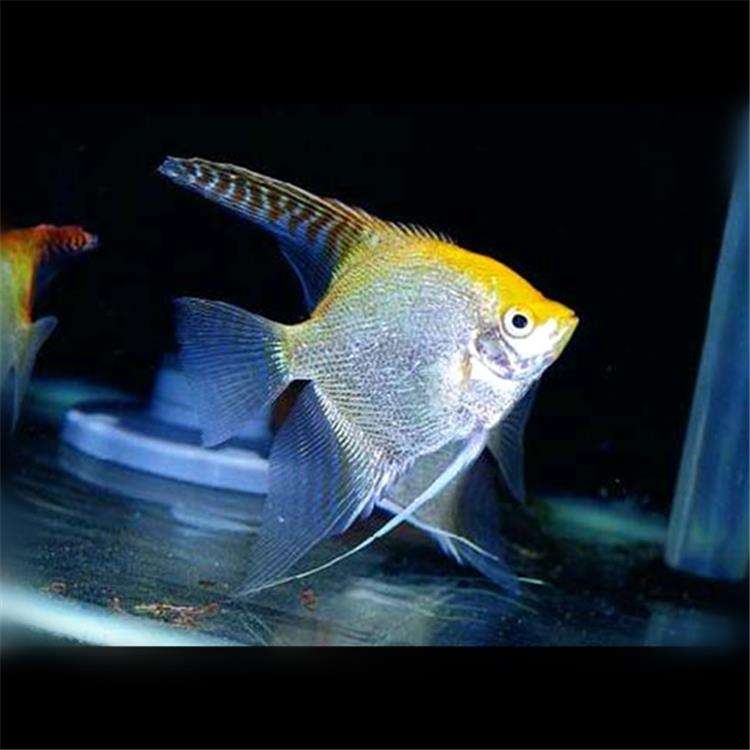 黑燕鱼怎么养?黑燕鱼养殖