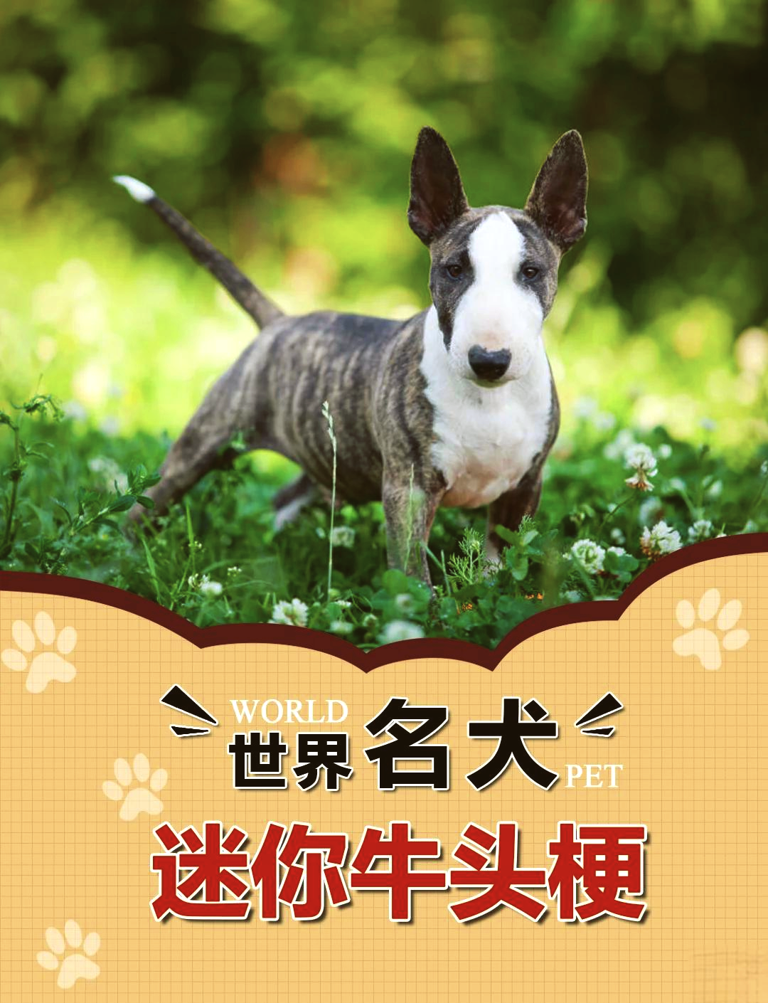 牛头梗犬价格多少钱一只
