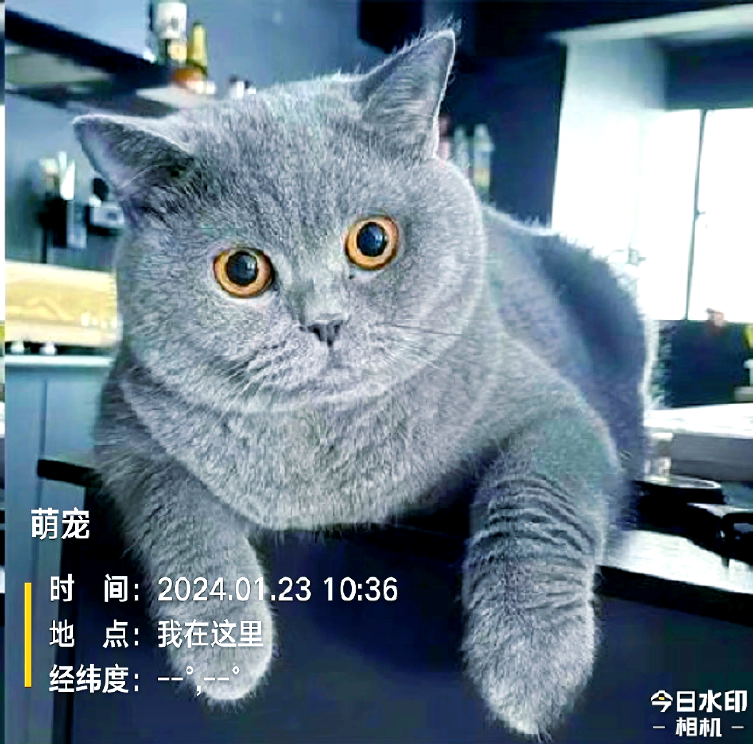 纯血统英短猫多少钱一只