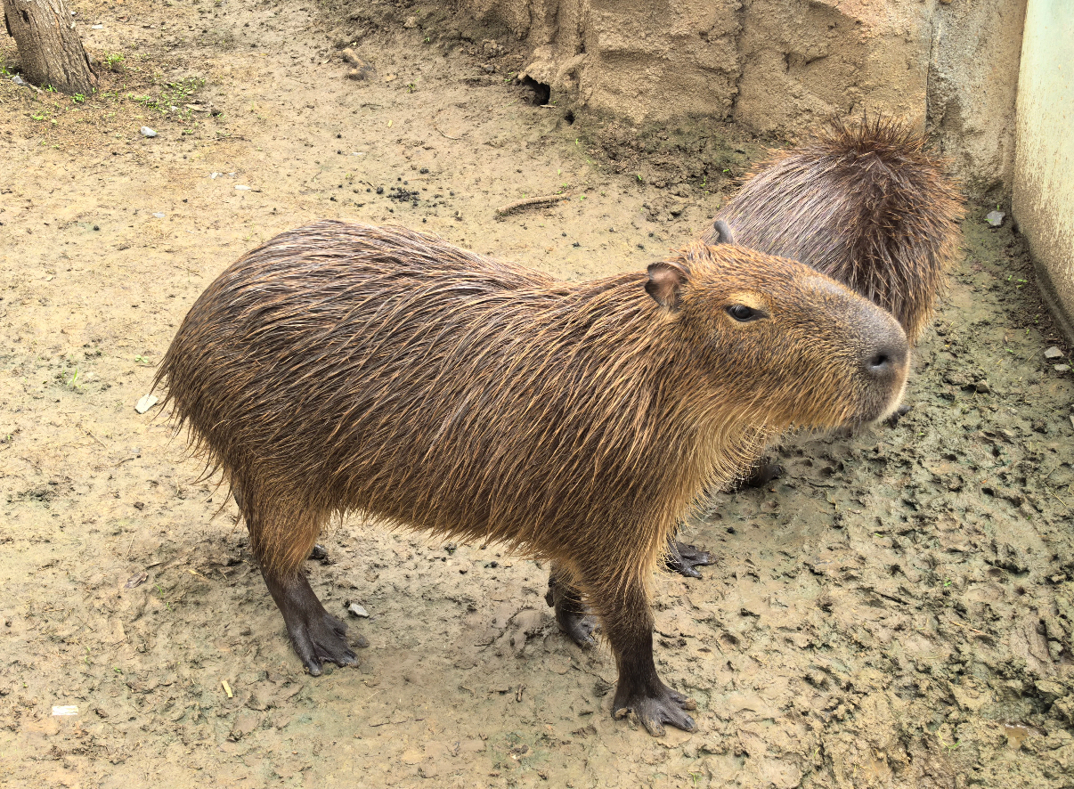 三翻四复打一动物是什么