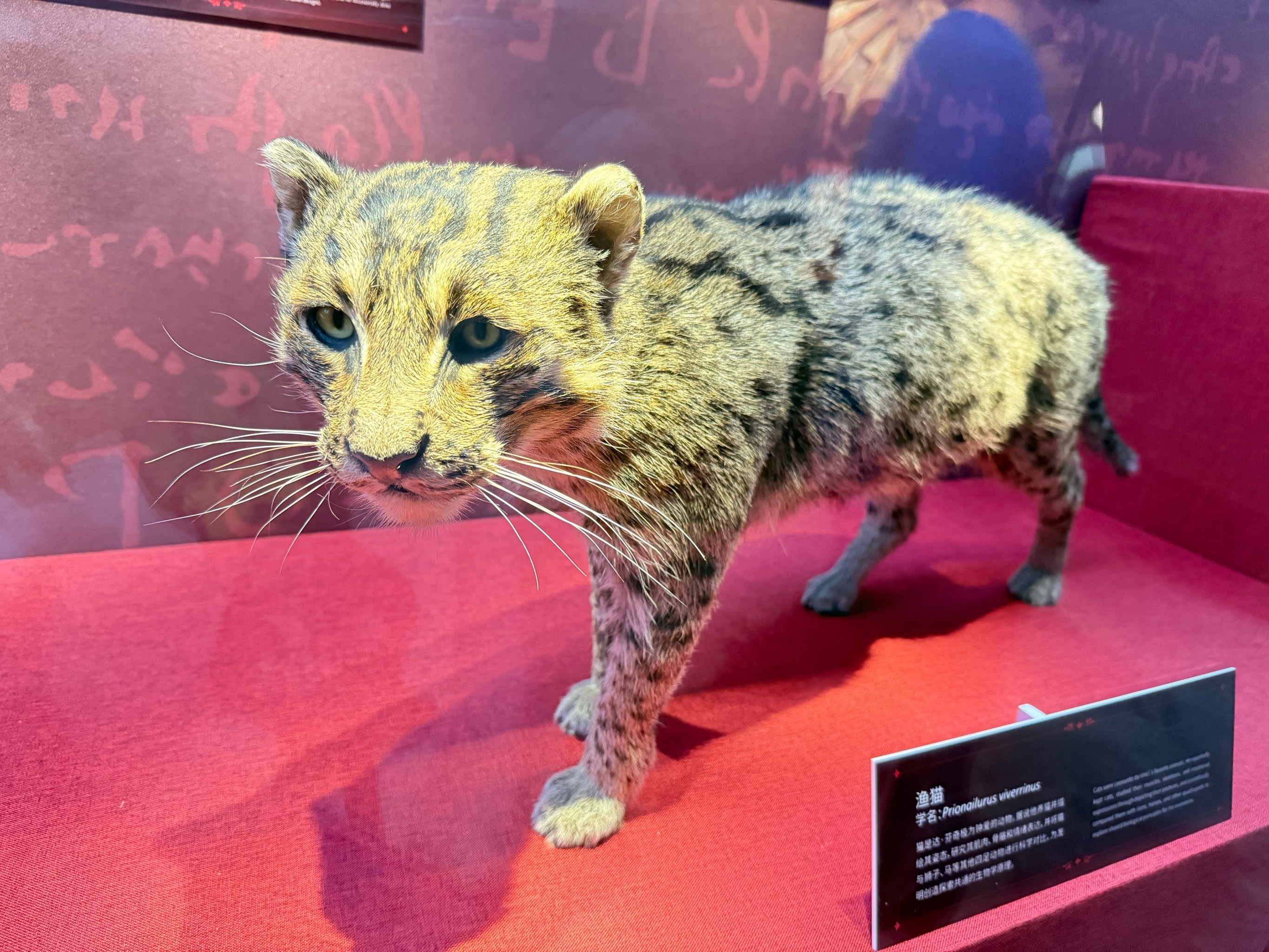 三翻四复打一动物是什么