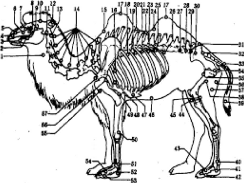 为什么骆驼吃仙人掌不怕刺