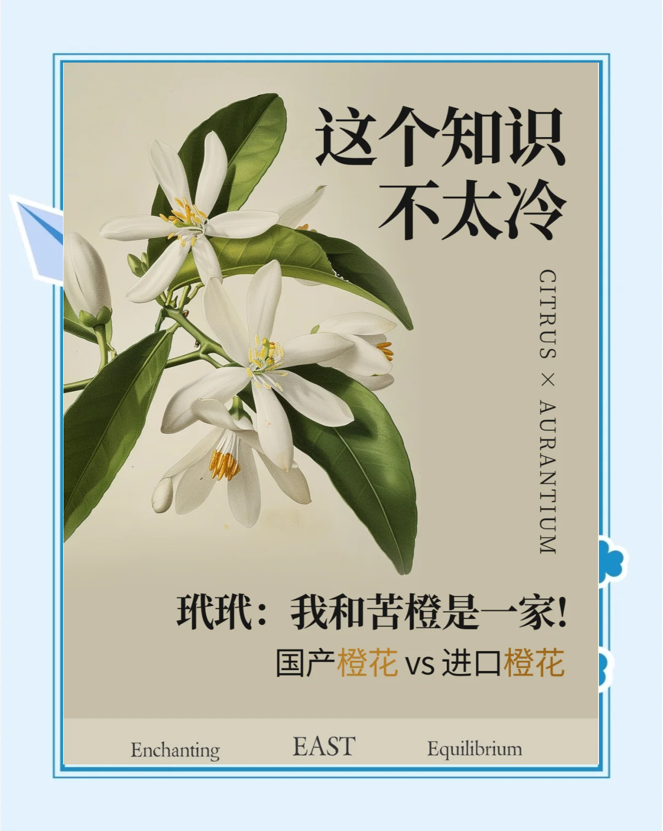 玳玳花的功效与作用及食用方法及禁忌