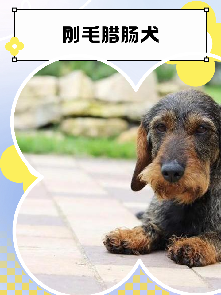 腊肠狗价格大概多少钱一只