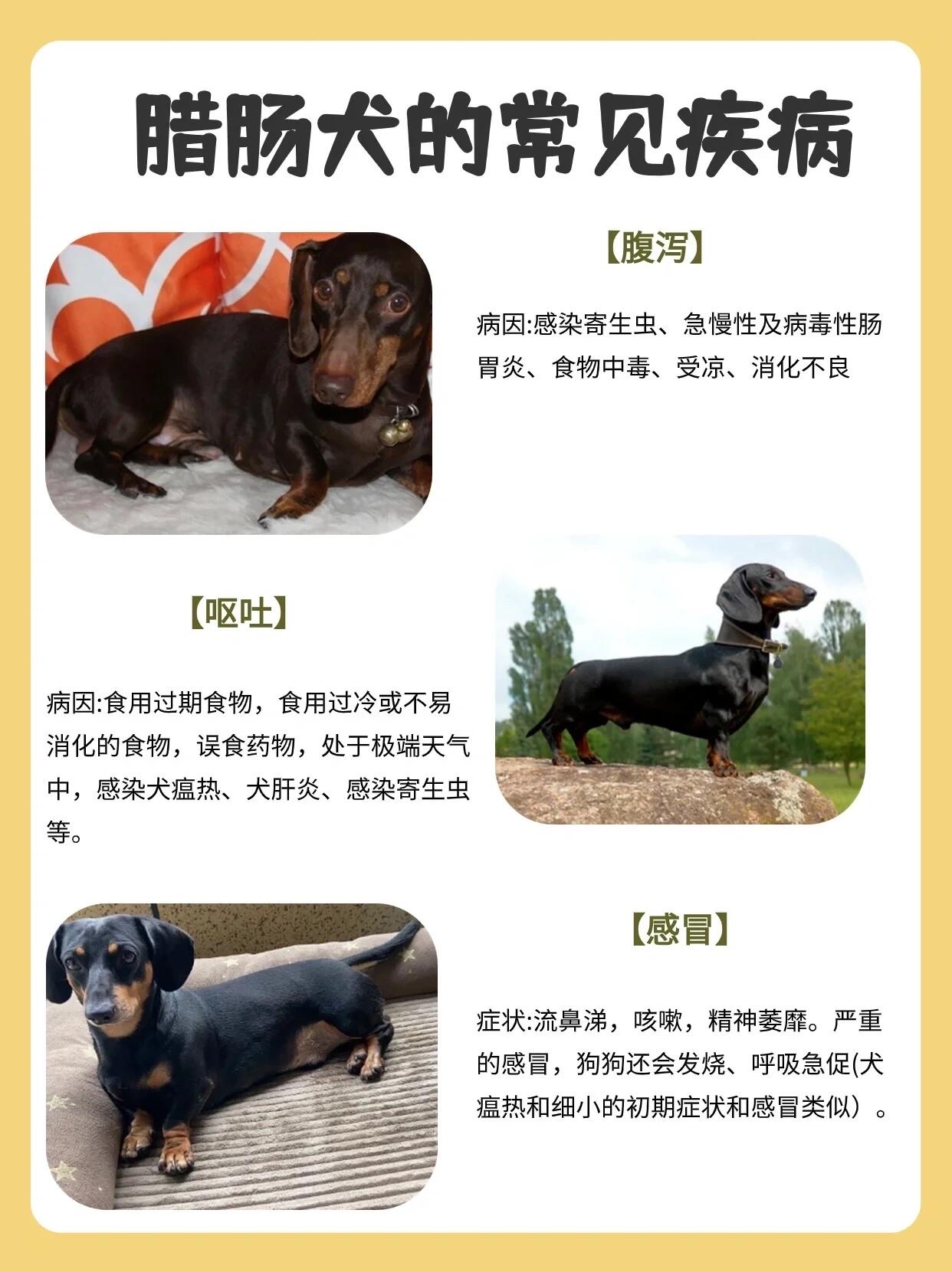 腊肠狗价格大概多少钱一只