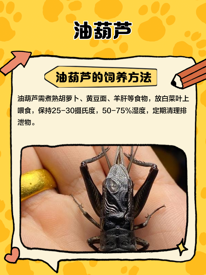 油葫芦和蟋蟀的区别有什么