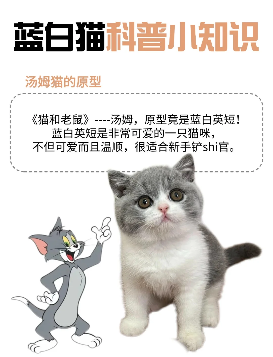 为什么老鼠总是欺负猫咪的原因
