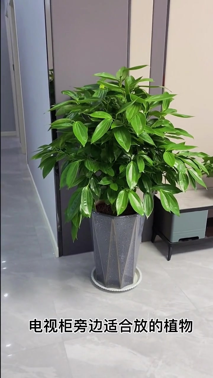 平安树摆放有什么需要注意的