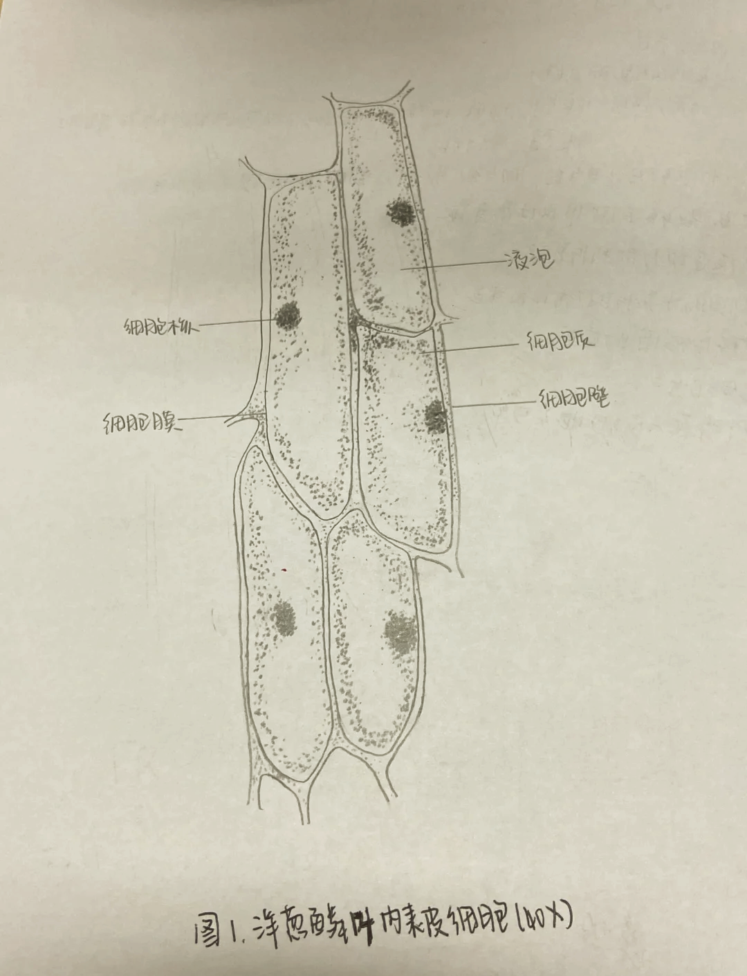 使用显微镜观察洋葱表皮细胞正确步骤