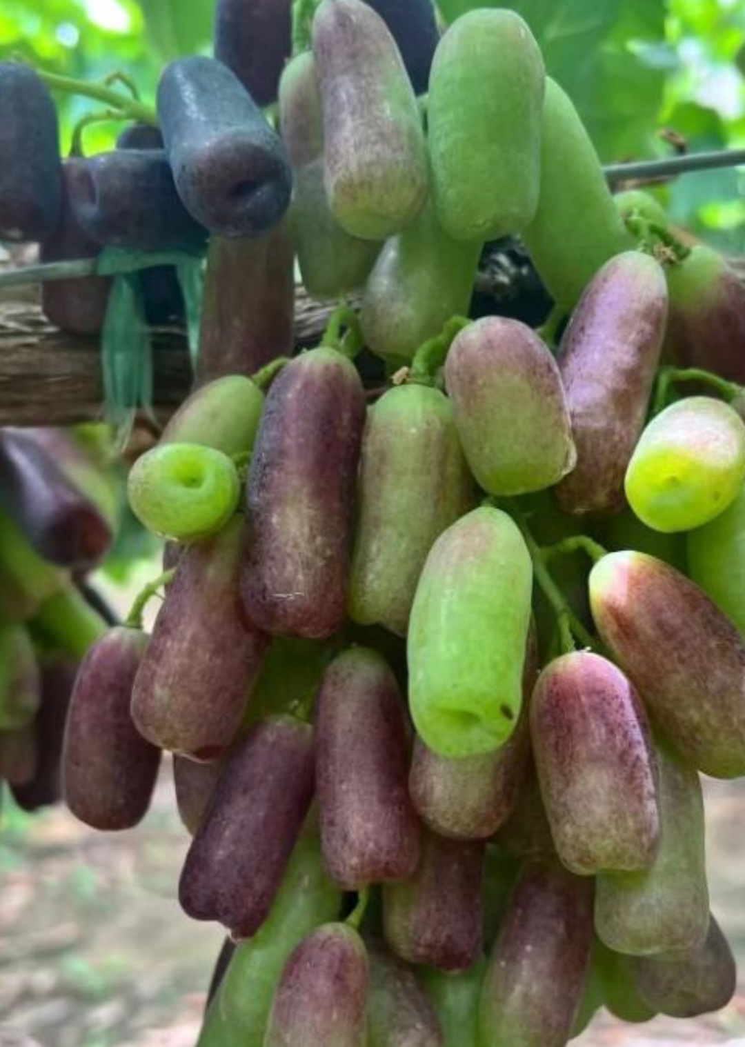 提子和葡萄的区别是什么