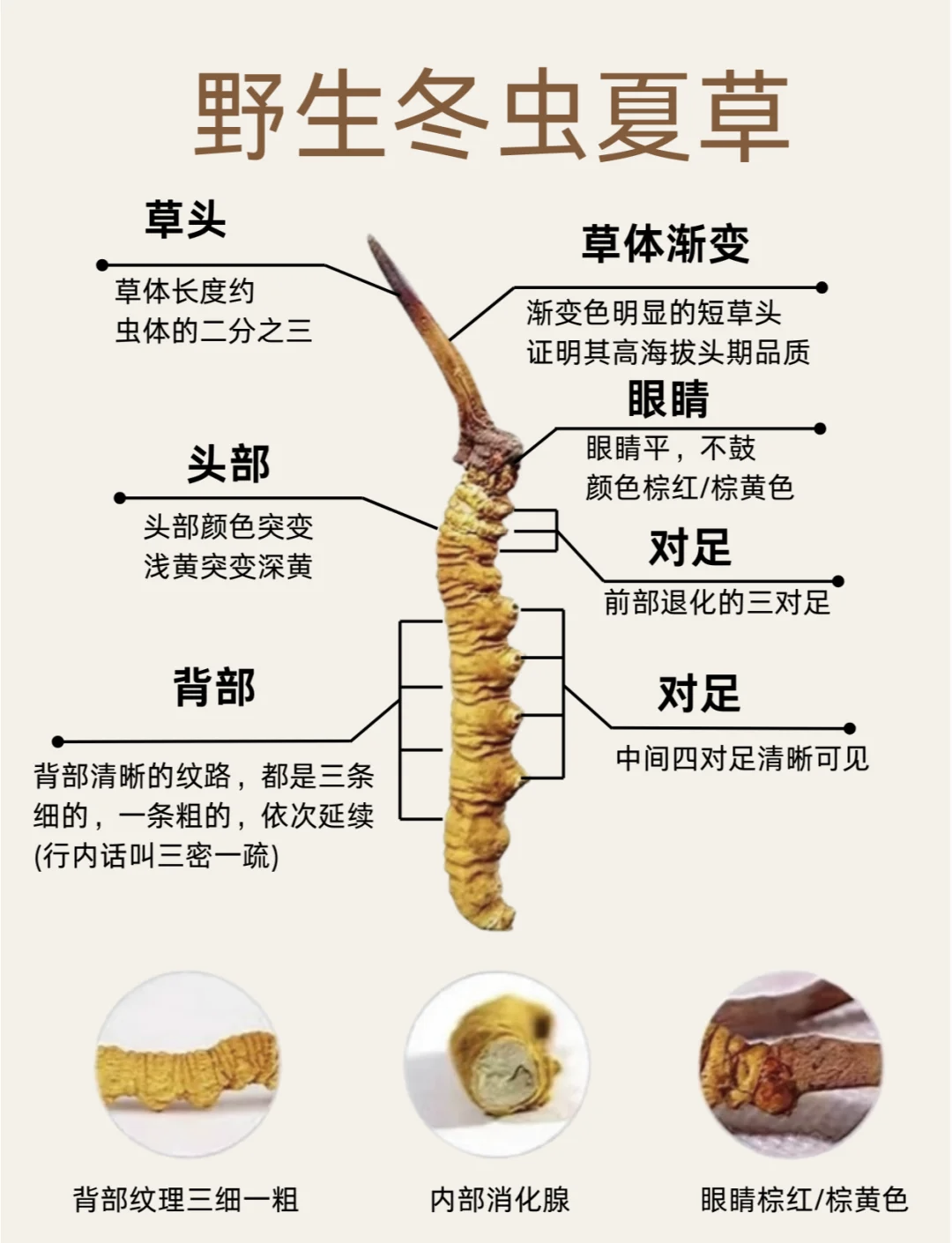 冬虫夏草到底是虫子还是草