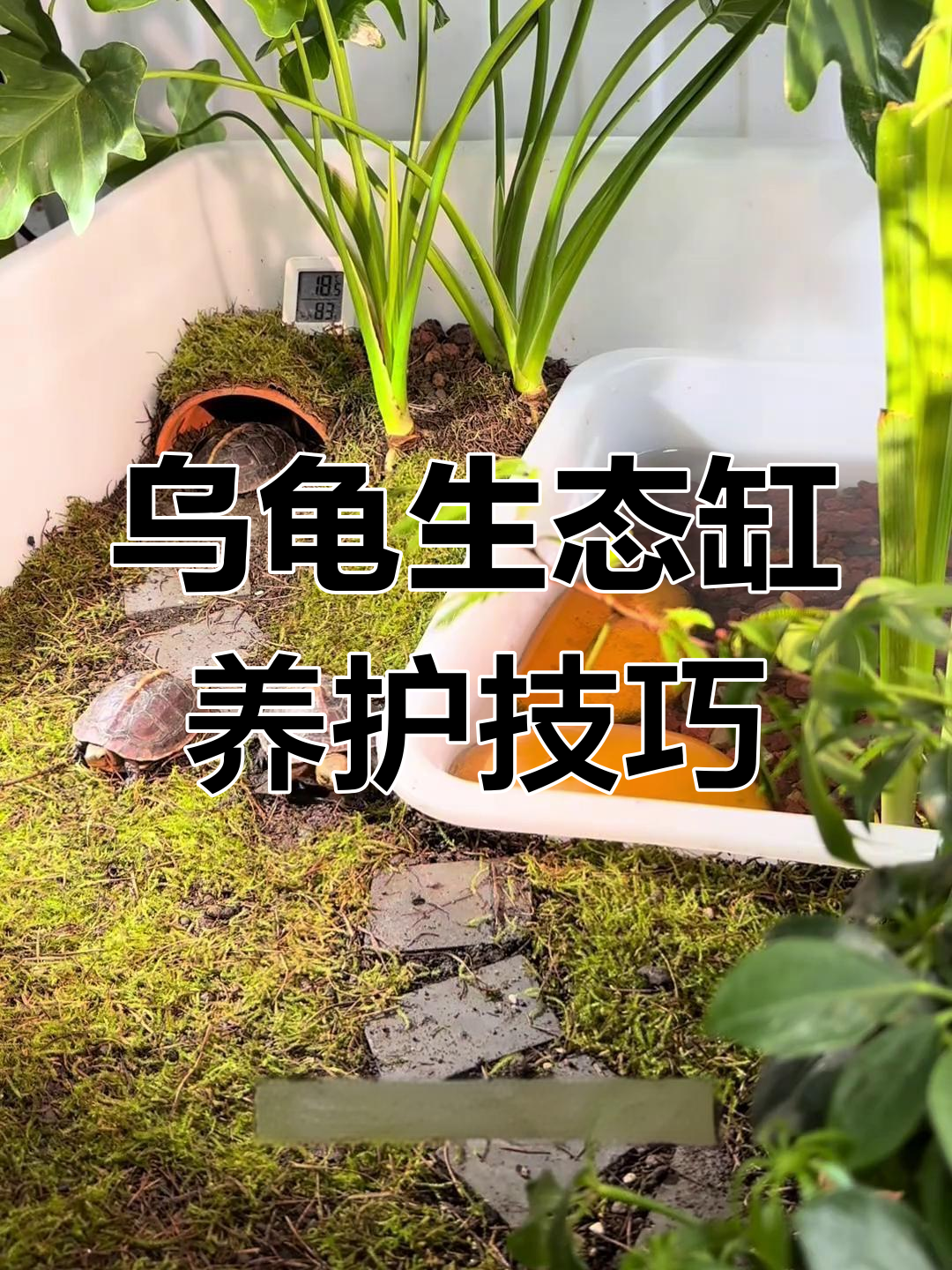 家里养龟几天换一次水合适呢