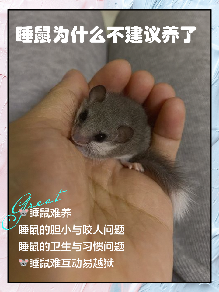 女人做梦梦到老鼠是什么征兆