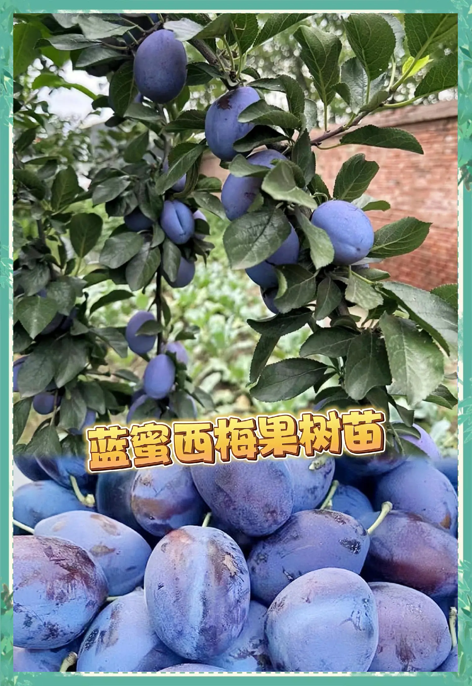 蓝莓上市的季节是几月