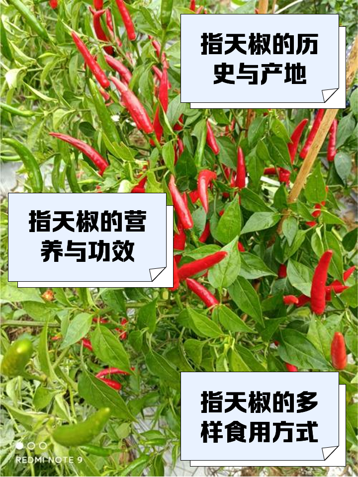 朝天椒和小米椒区别是什么