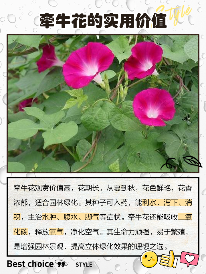 牵牛花属于什么科植物