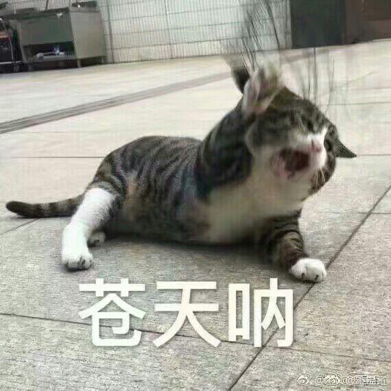 女生发2333什么意思