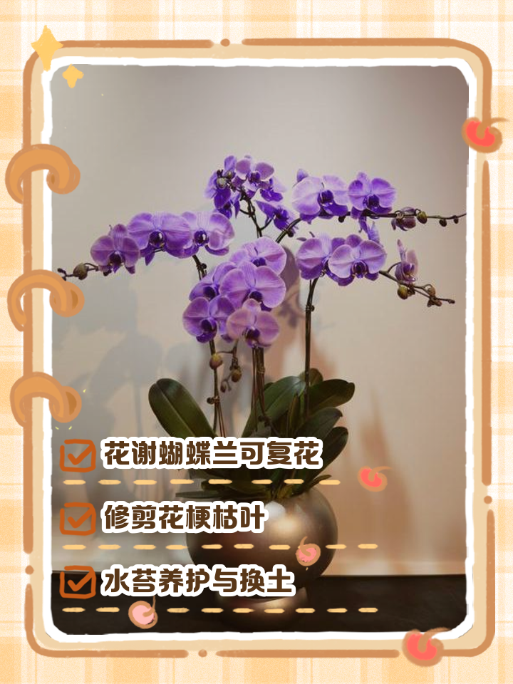 蝴蝶兰的养殖方法及注意事项大全