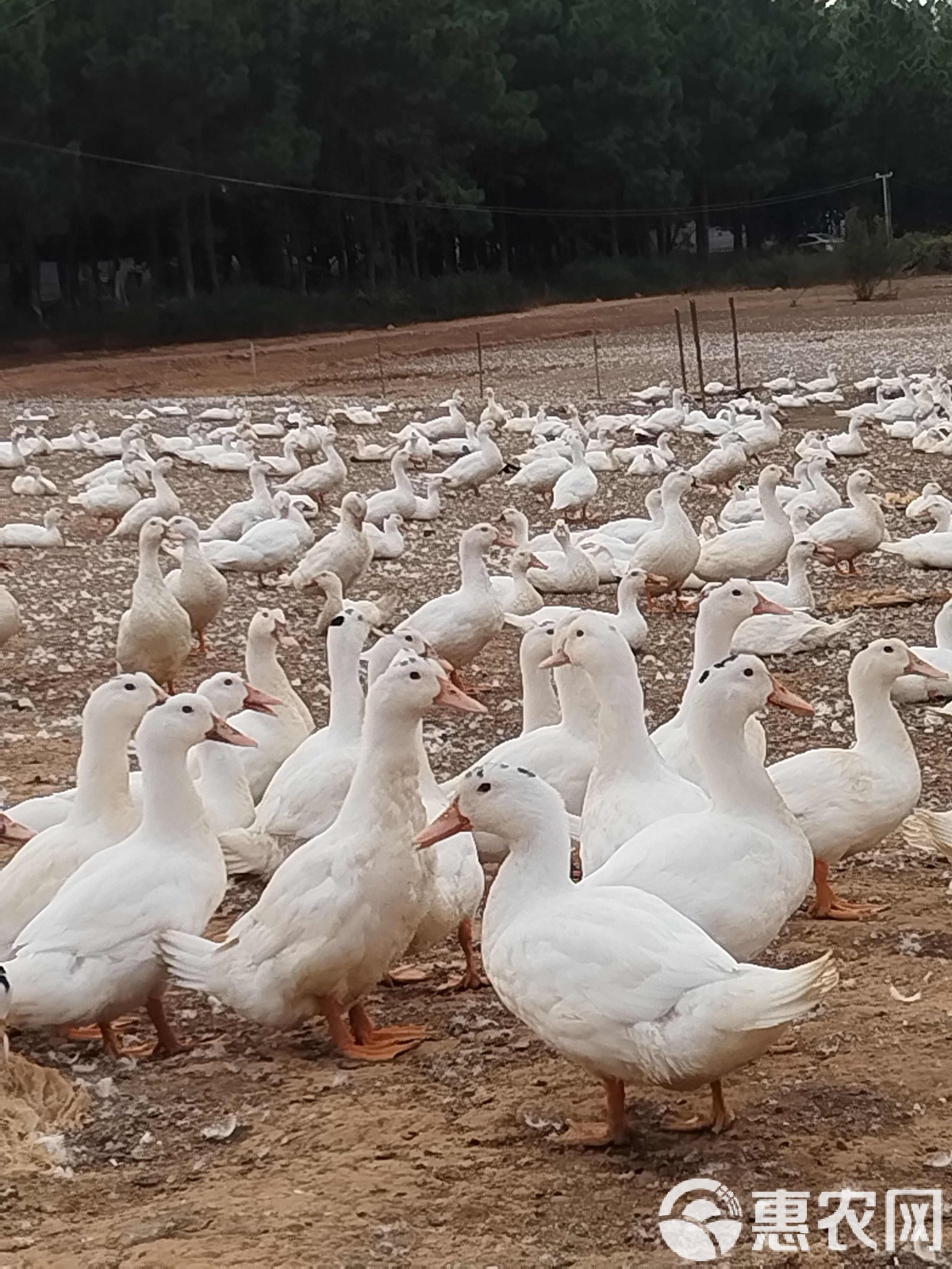 麻鸭和一般鸭子的区别是什么