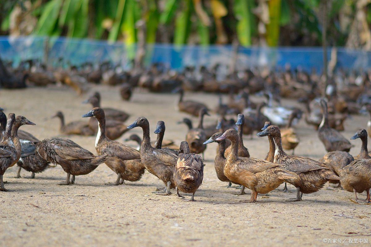麻鸭和一般鸭子的区别是什么
