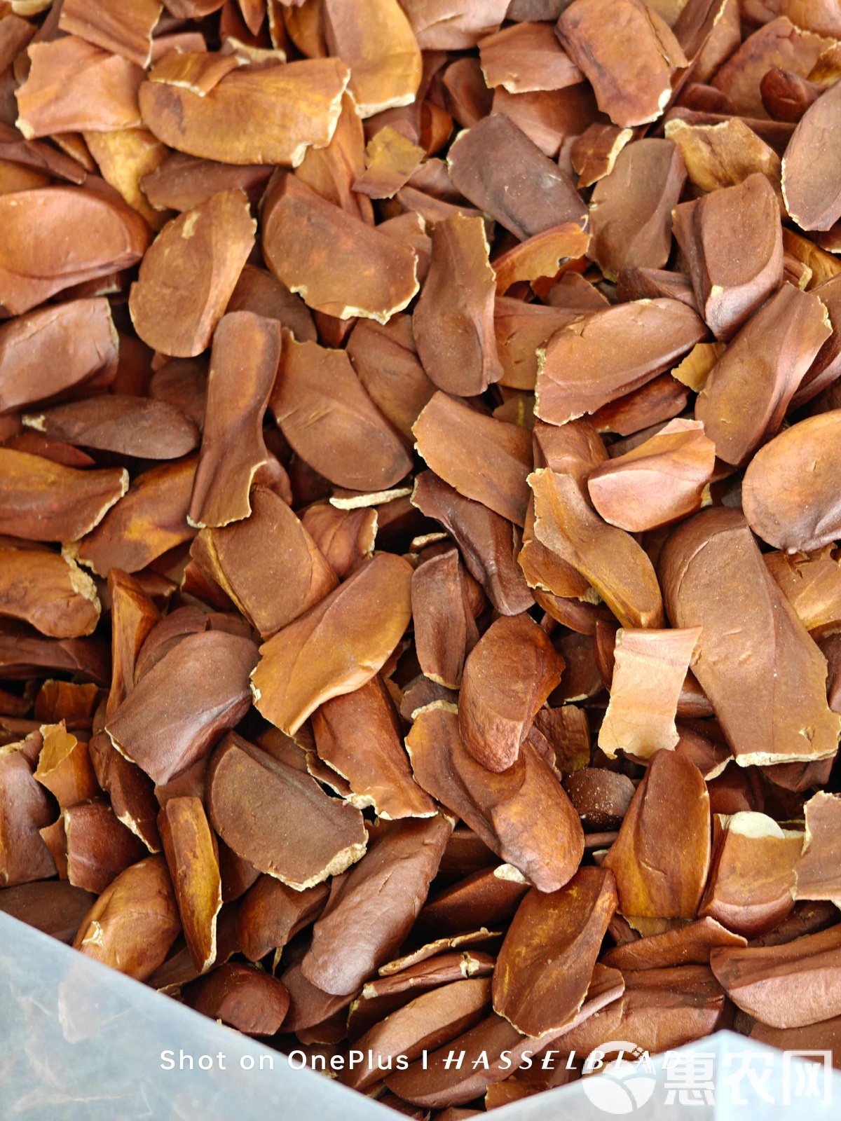 向天果野生价格要多少钱一斤?