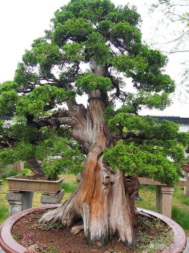 最值钱的树木排名什么树木名贵