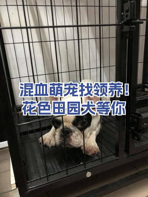 法斗犬价格多少钱一只混血