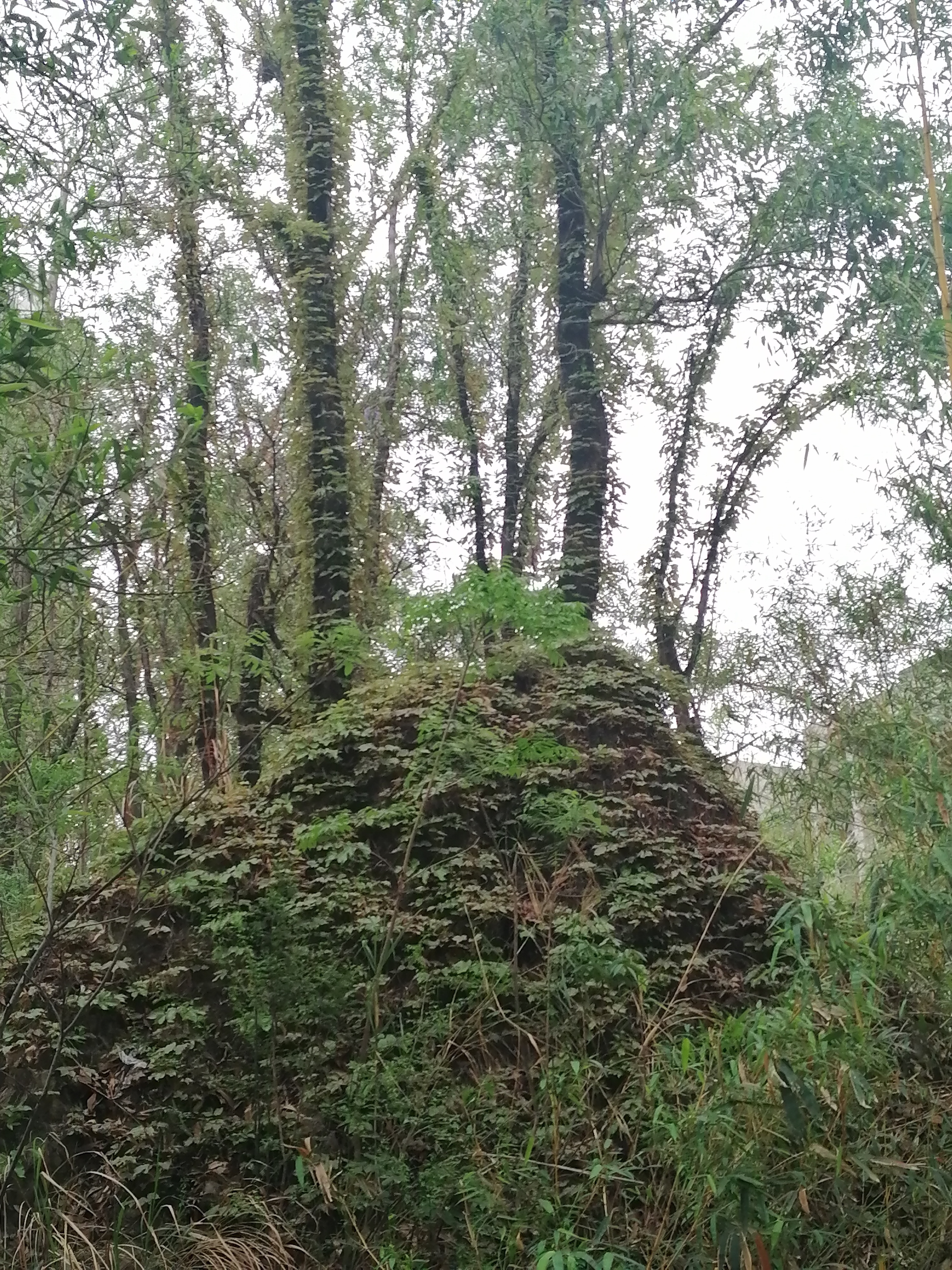 千里故坟无处话凄凉什么意思