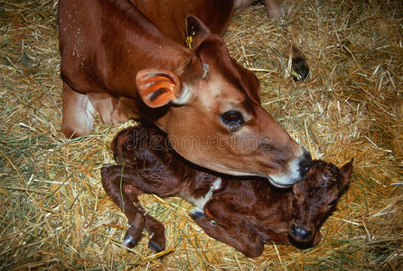 3种方法来人工受精乳牛和小母牛