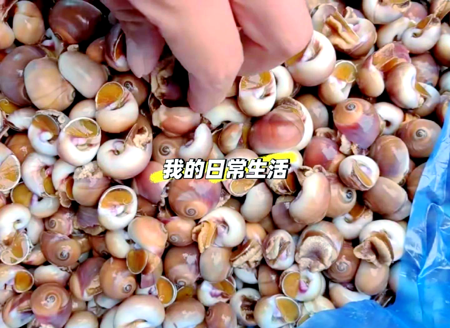 香螺需要煮几分钟才熟呢