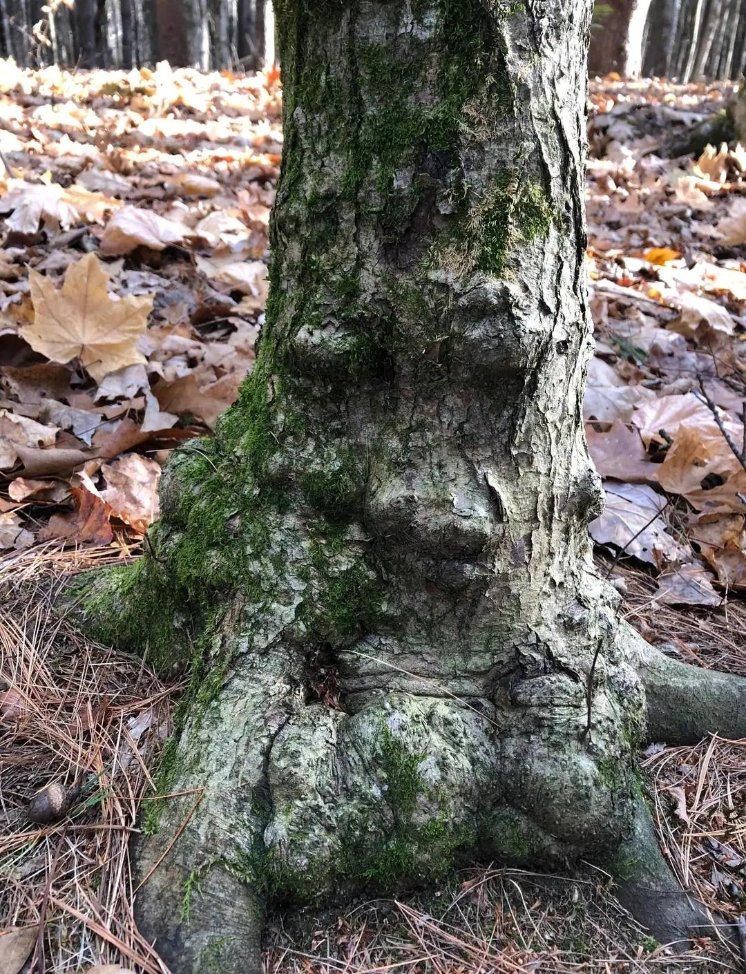 大自然有哪些有趣的现象