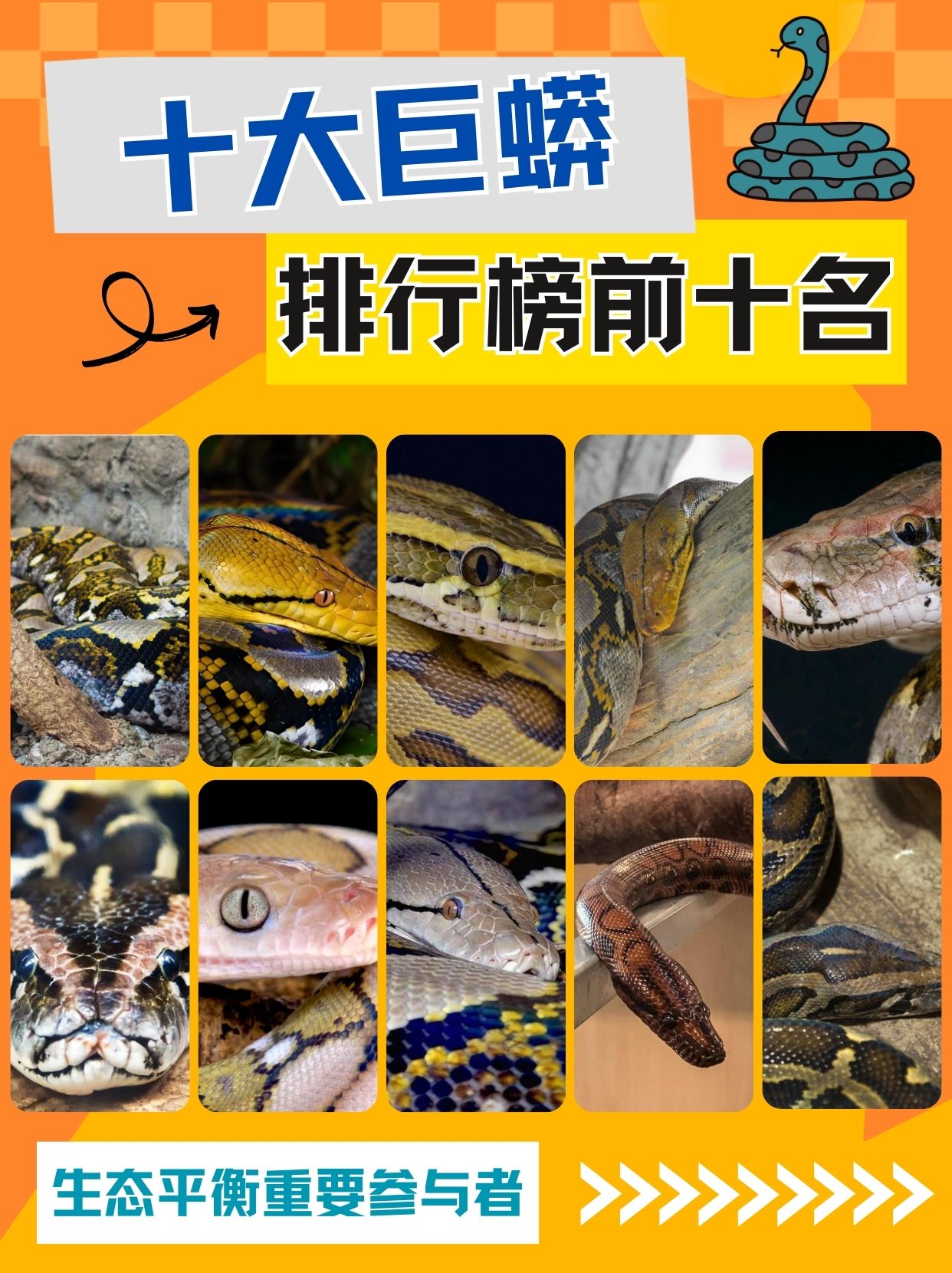 龙和蟒的主要区别是什么