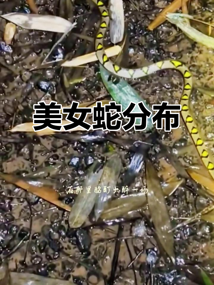 梦到小蛇是什么征兆女性