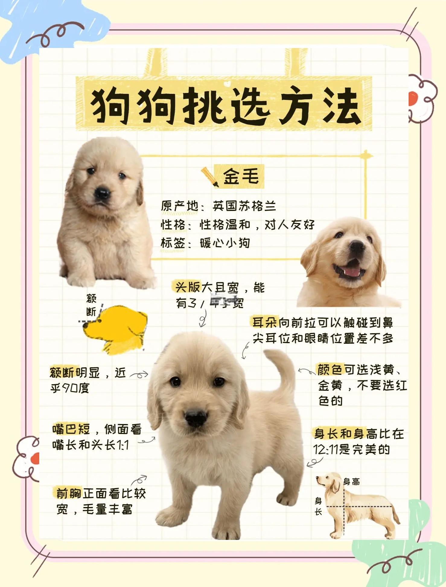 哈士奇纯不纯怎么看？哈士奇幼犬挑选